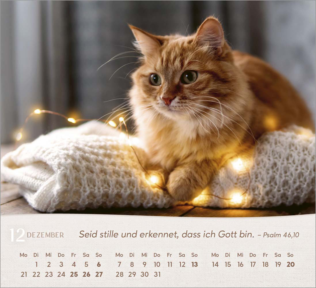 Katzen 2026 - Tischkalender