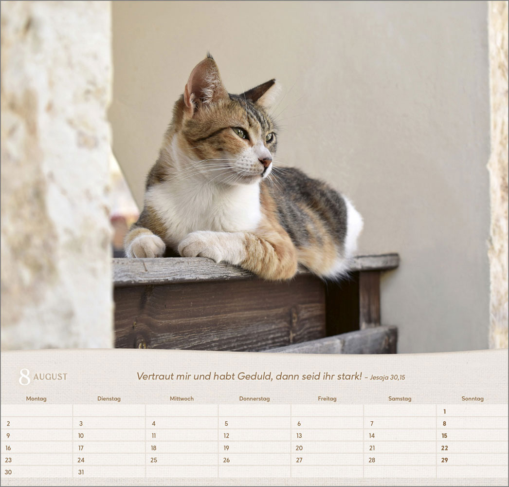 Katzen 2027 - Wandkalender