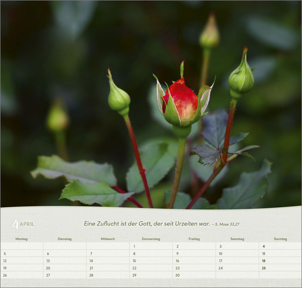 Rosen 2027 - Wandkalender