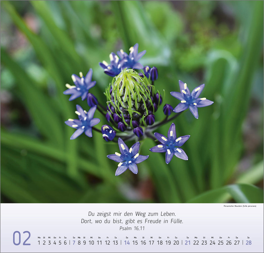 Impressionen Blumen 2027
