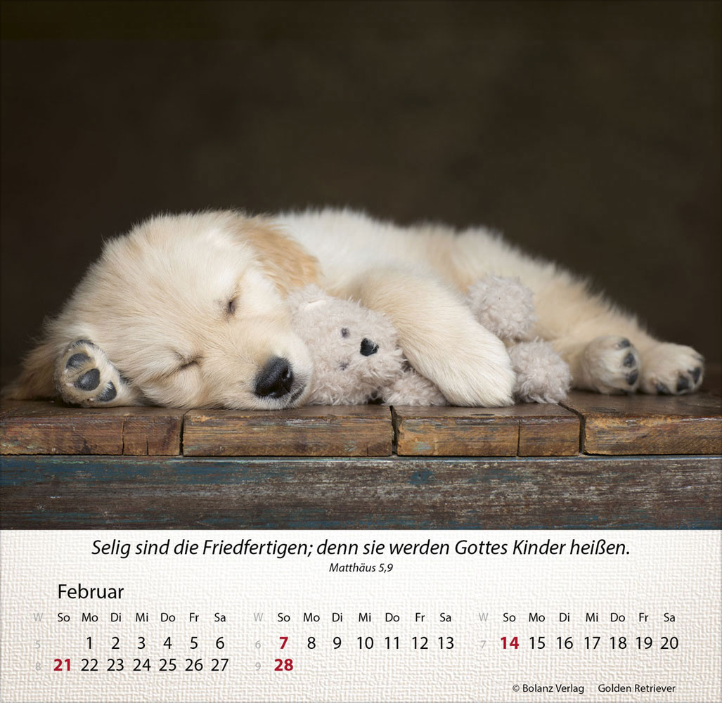 Hunde 2027 - Tischkalender
