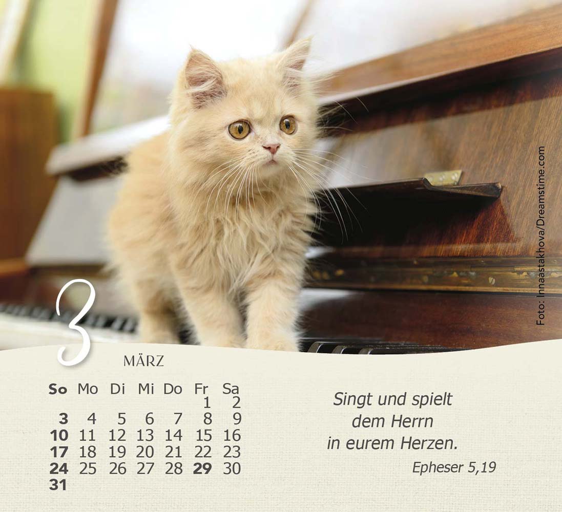 Katzen 2024 - Tischkalender Katzen 2024 - Tischkalender