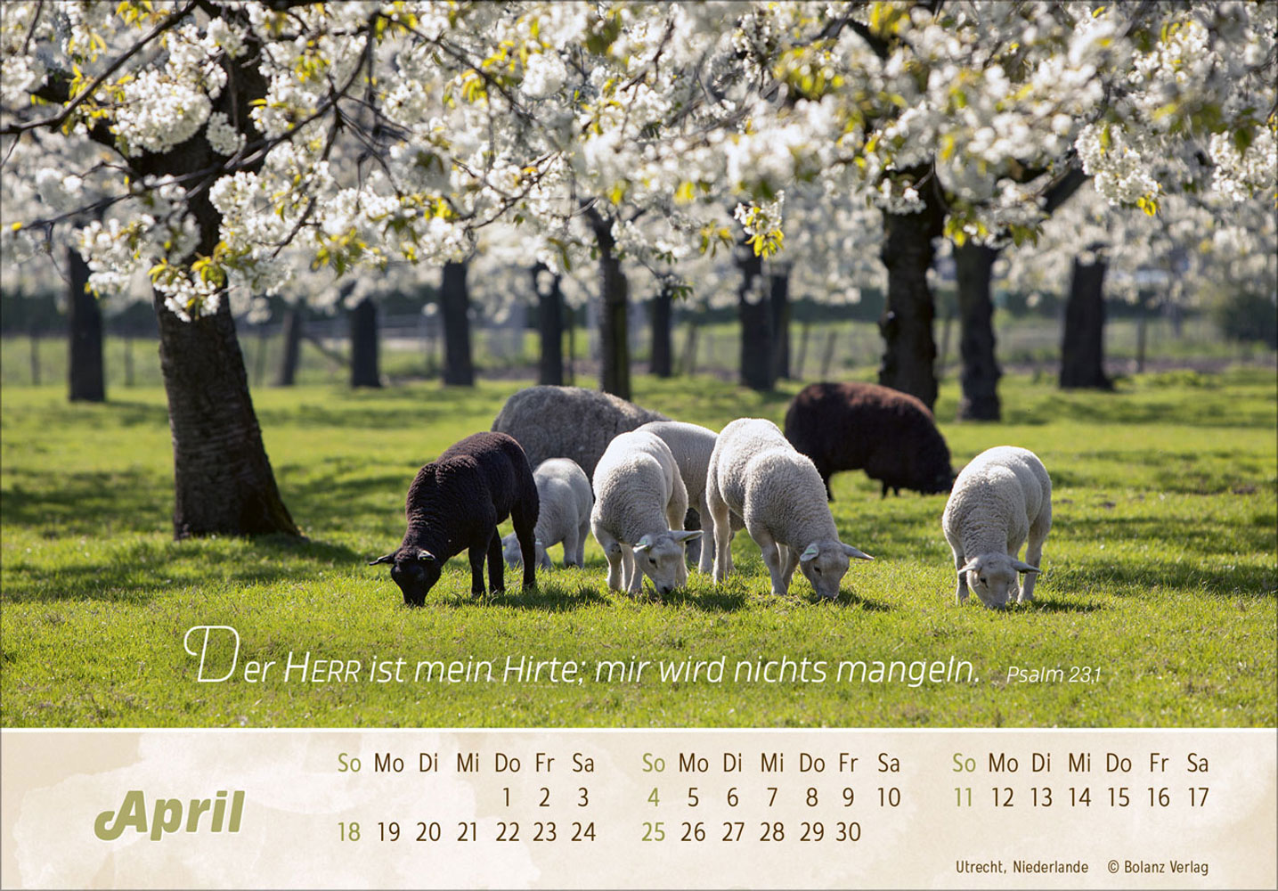 Der Gute Hirte 2027 - Postkartenkalender