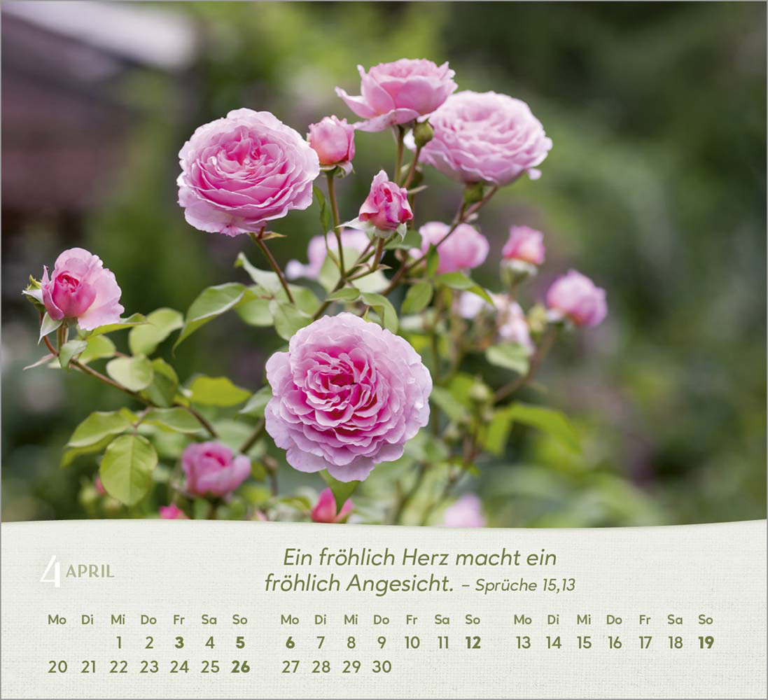 Rosen 2026 - Tischkalender