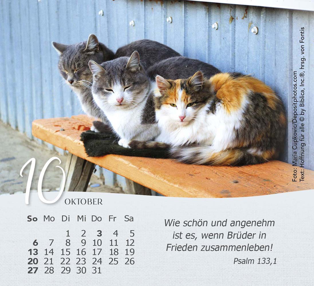 Katzen 2024 - Tischkalender Katzen 2024 - Tischkalender