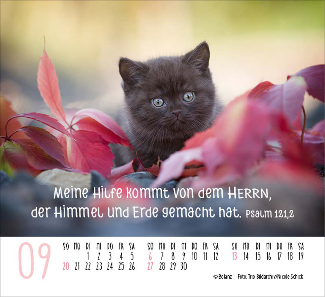 Katzen 2026 - Minikalender  