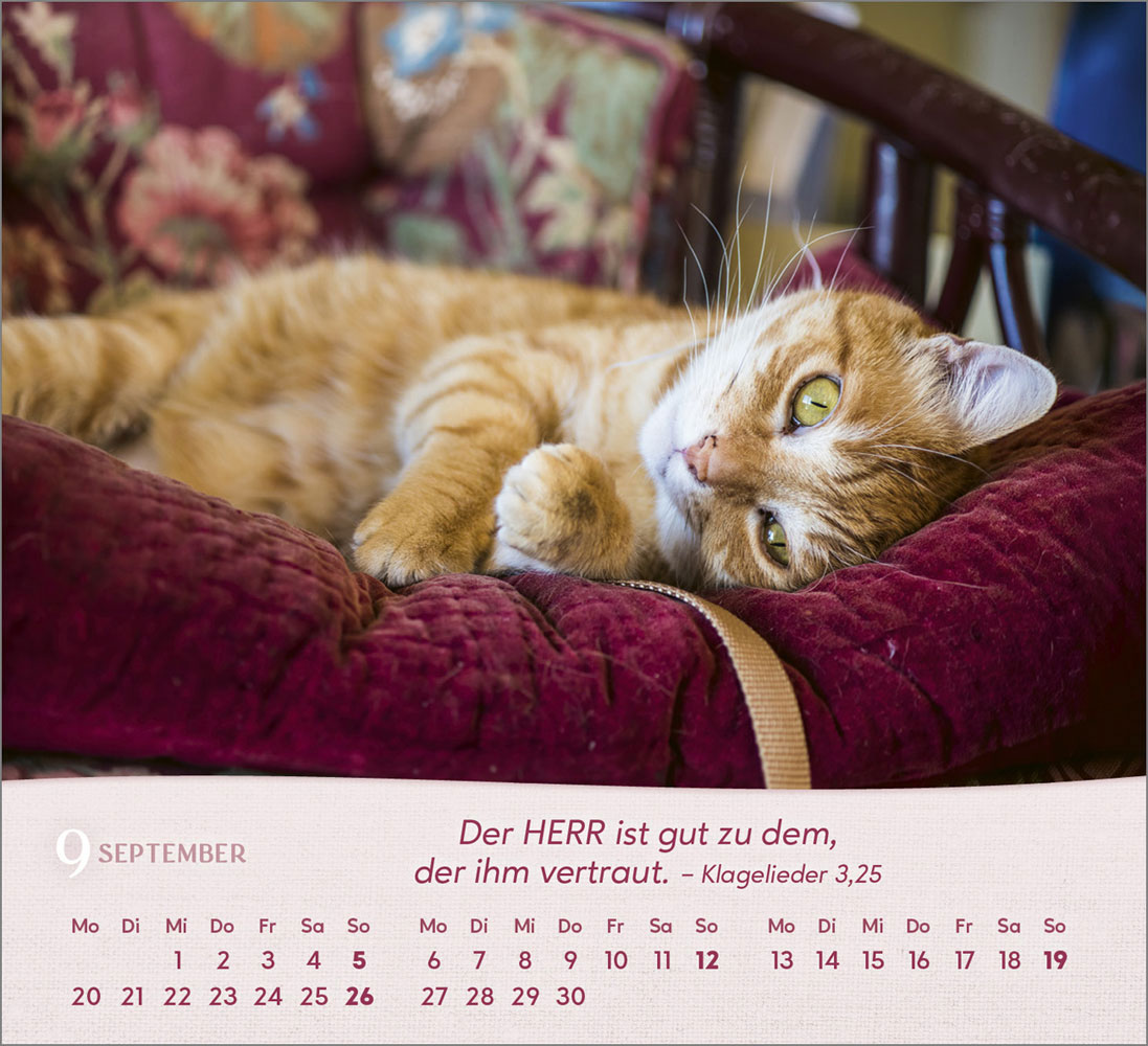 Katzen 2027 - Tischkalender