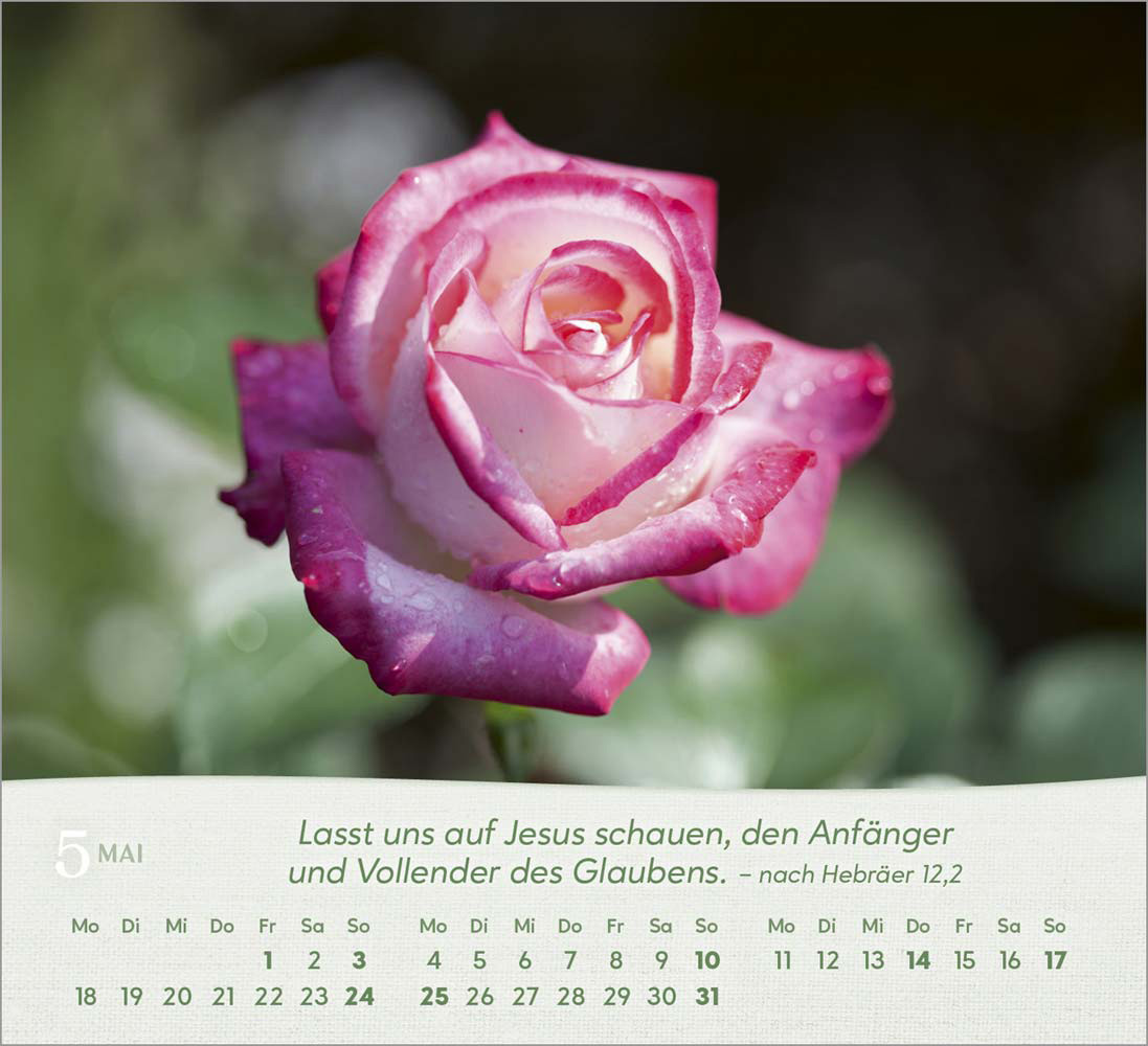 Rosen 2026 - Tischkalender
