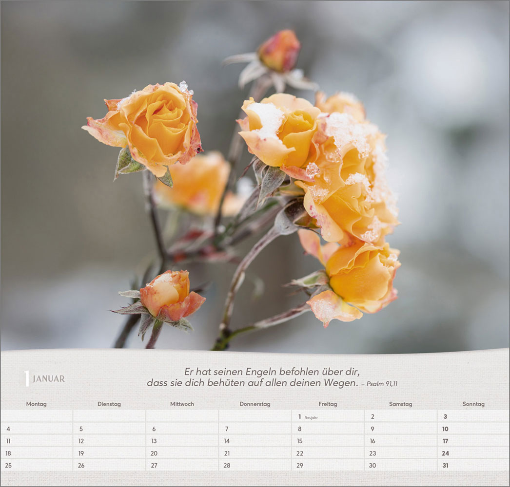 Rosen 2027 - Wandkalender