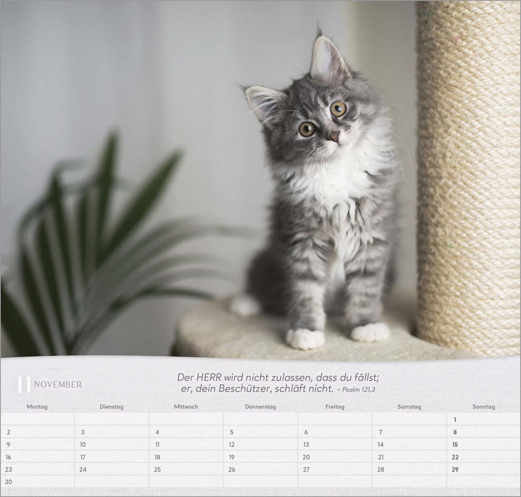 Katzen 2026 - Wandkalender