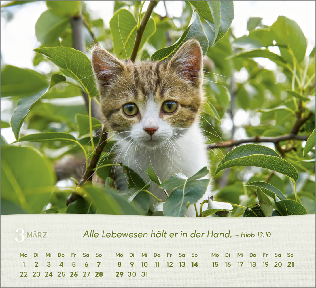Katzen 2027 - Tischkalender