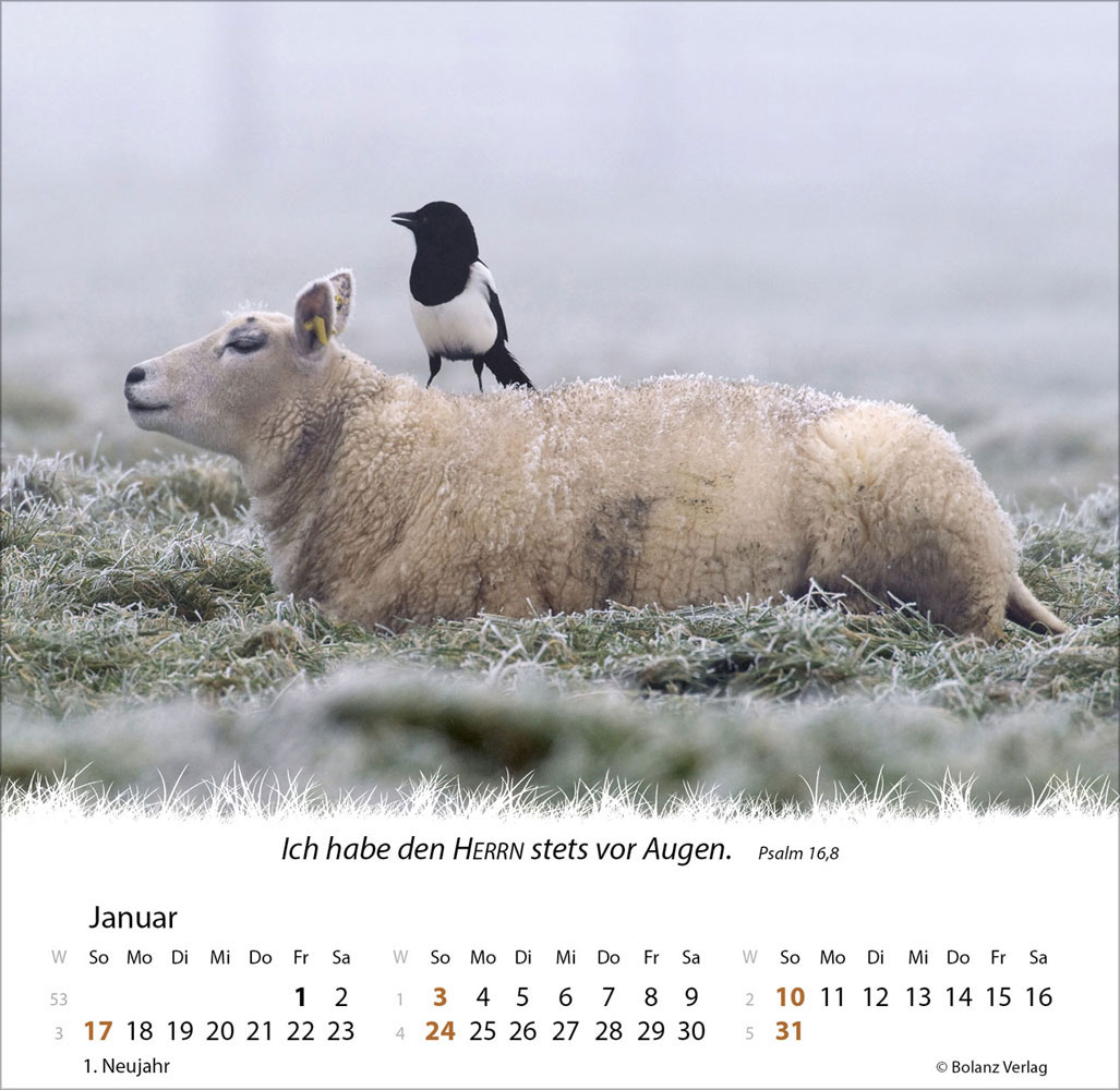 Ein Leben für die Schafe 2027 - Verteilkalender