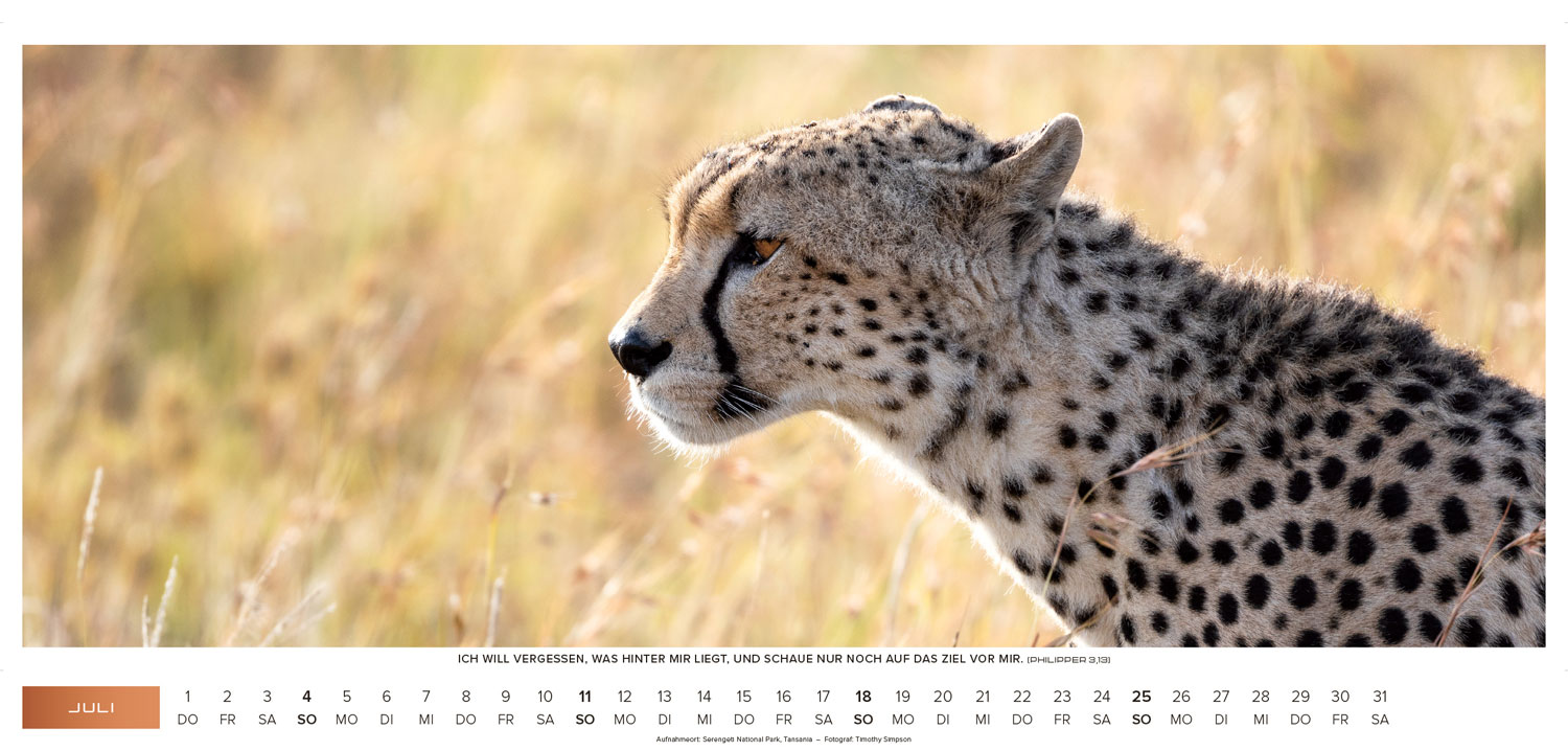 Life-is-more Panoramakalender XL 2027