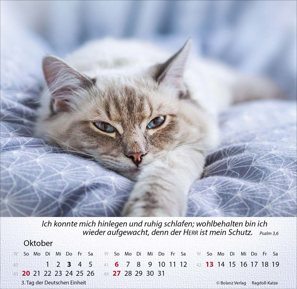 Katzen 2024 - Tischkalender Katzen 2024 - Tischkalender