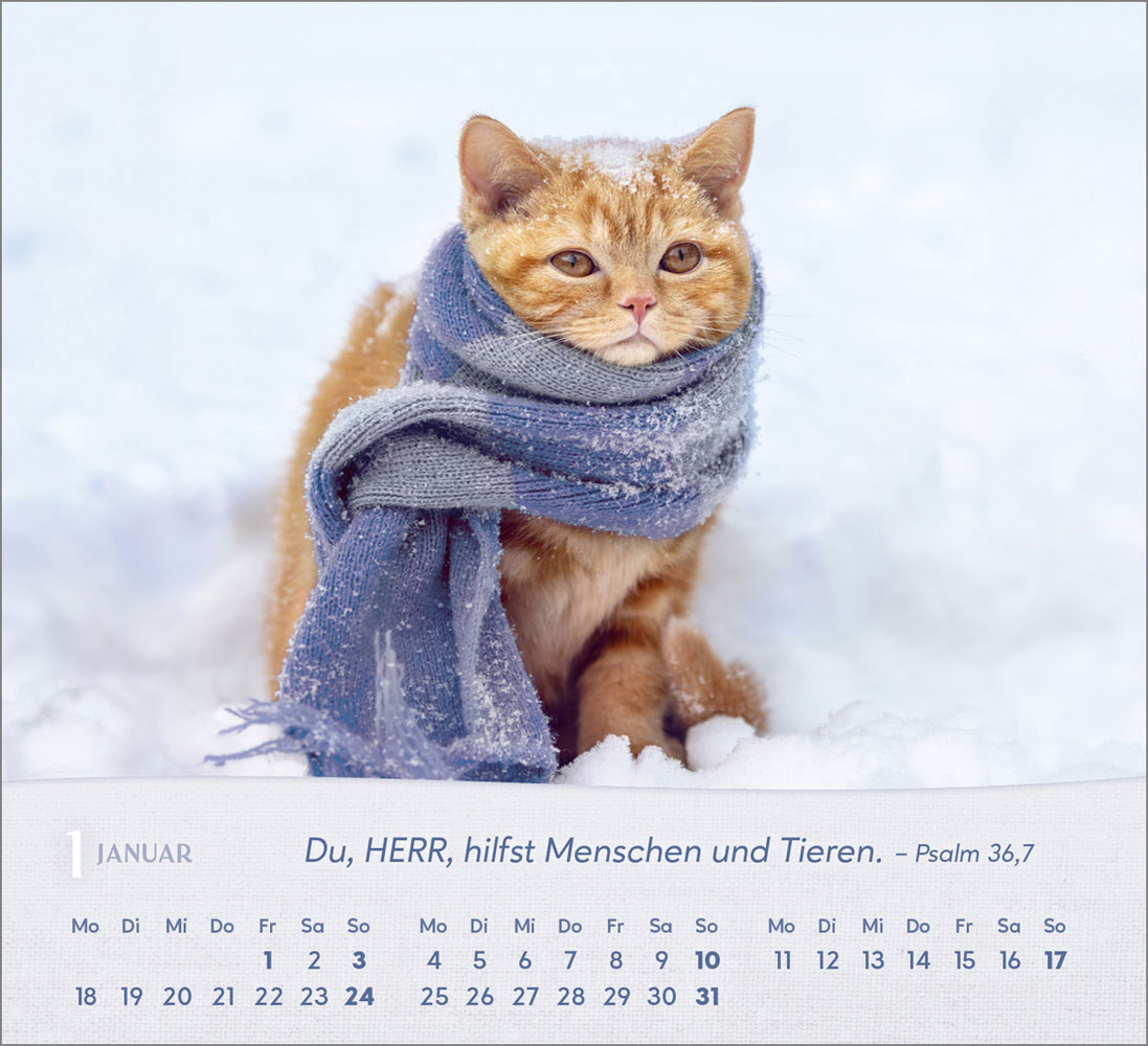 Katzen 2027 - Tischkalender