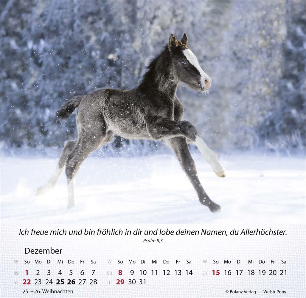 Pferde 2024 - Tischkalender Pferde 2024 - Tischkalender
