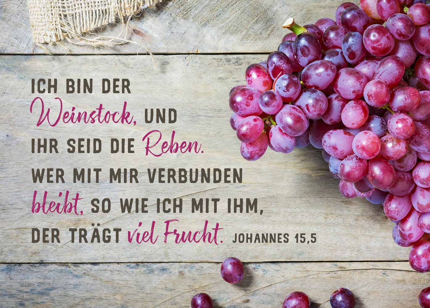 Postkarte "Weinstock"