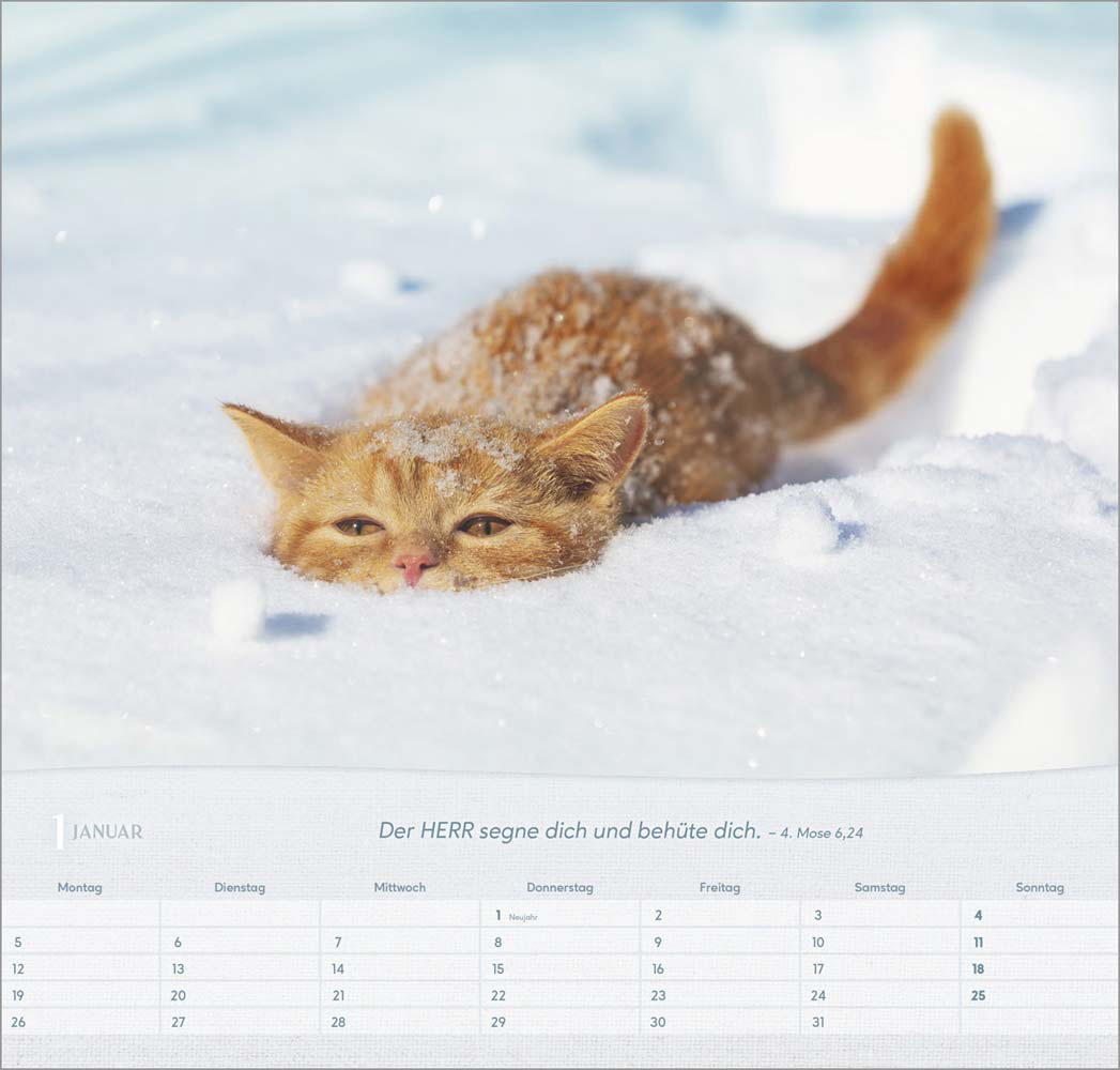 Katzen 2026 - Wandkalender