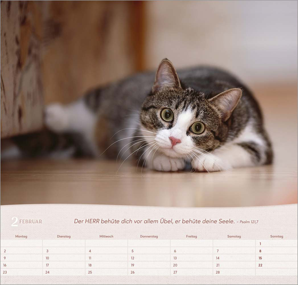 Katzen 2026 - Wandkalender