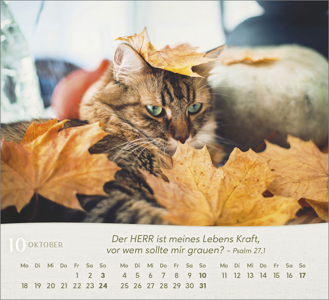 Katzen 2027 - Tischkalender