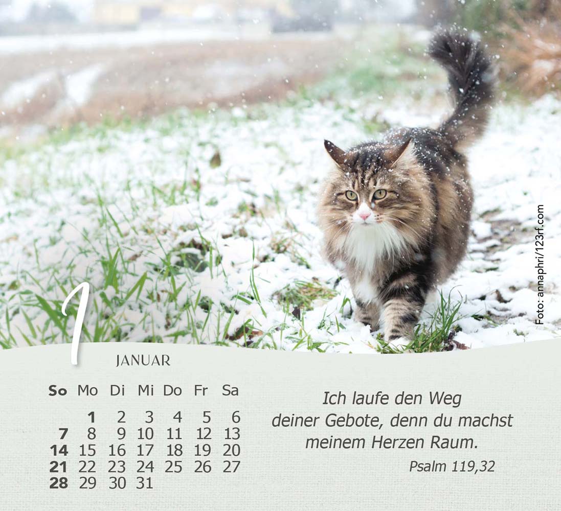 Katzen 2024 - Tischkalender Katzen 2024 - Tischkalender