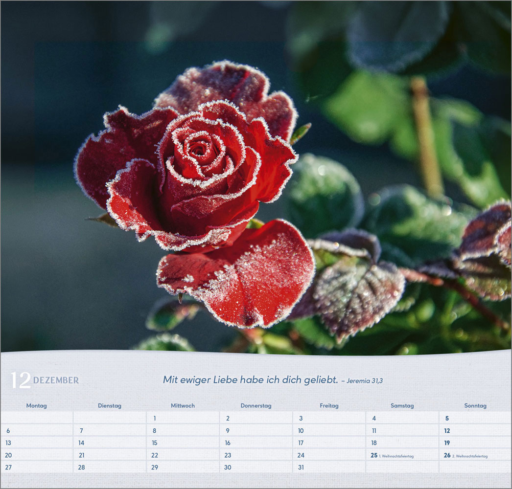 Rosen 2027 - Wandkalender