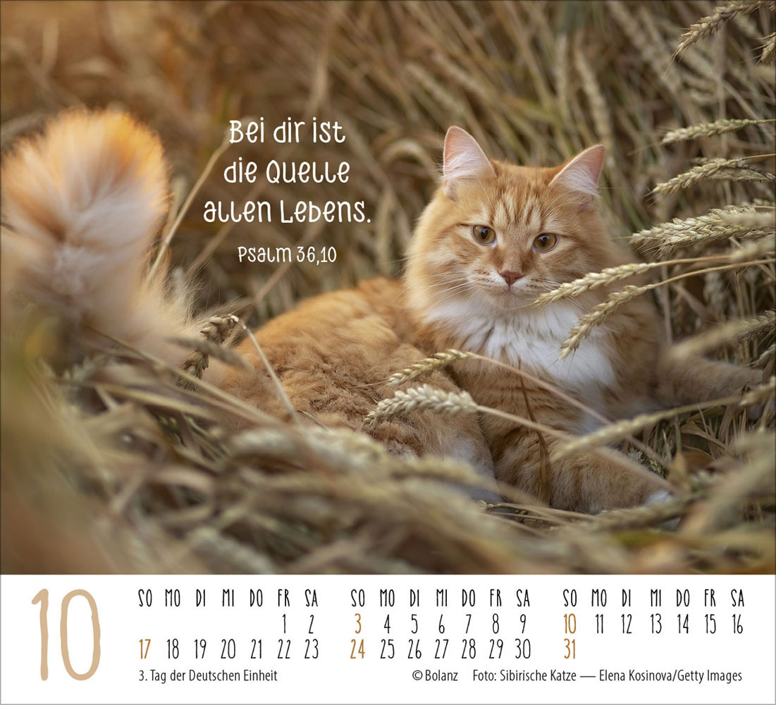 Katzen 2027 - Minikalender