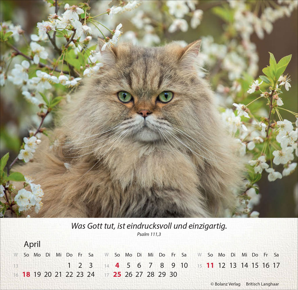 Katzen 2027 - Tischkalender