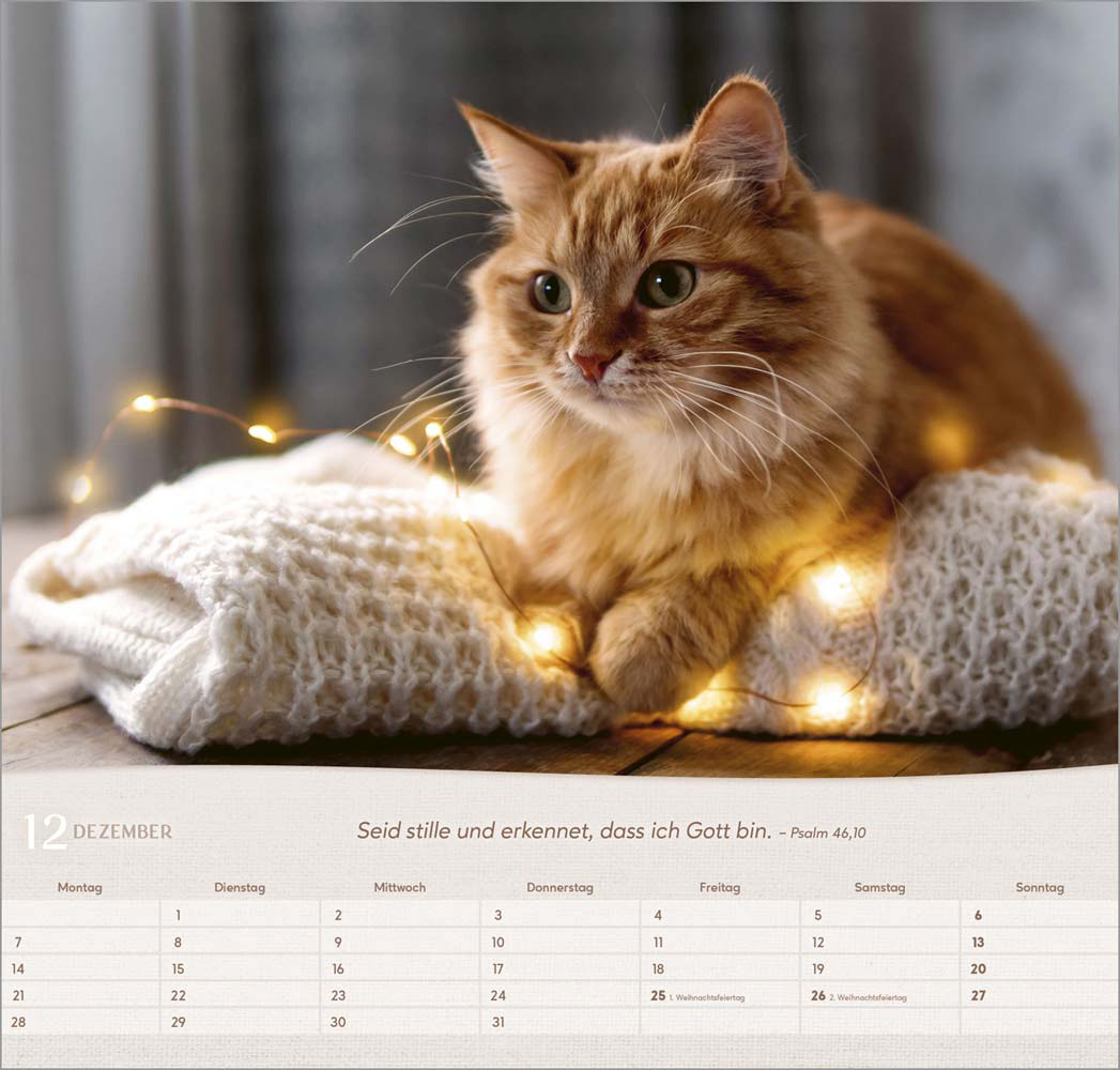 Katzen 2026 - Wandkalender