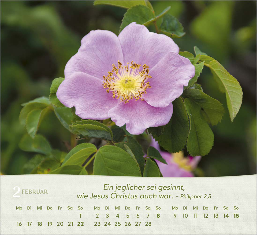Rosen 2026 - Tischkalender