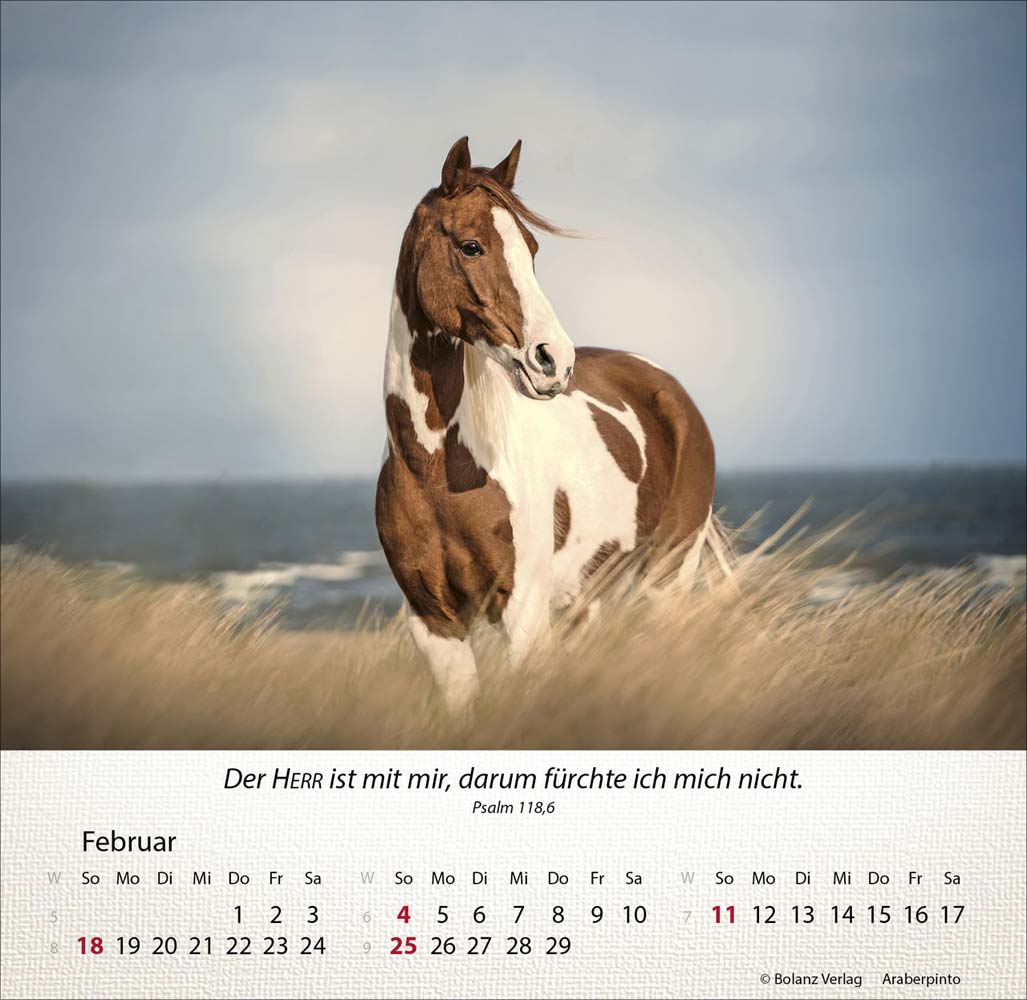 Pferde 2024 - Tischkalender Pferde 2024 - Tischkalender