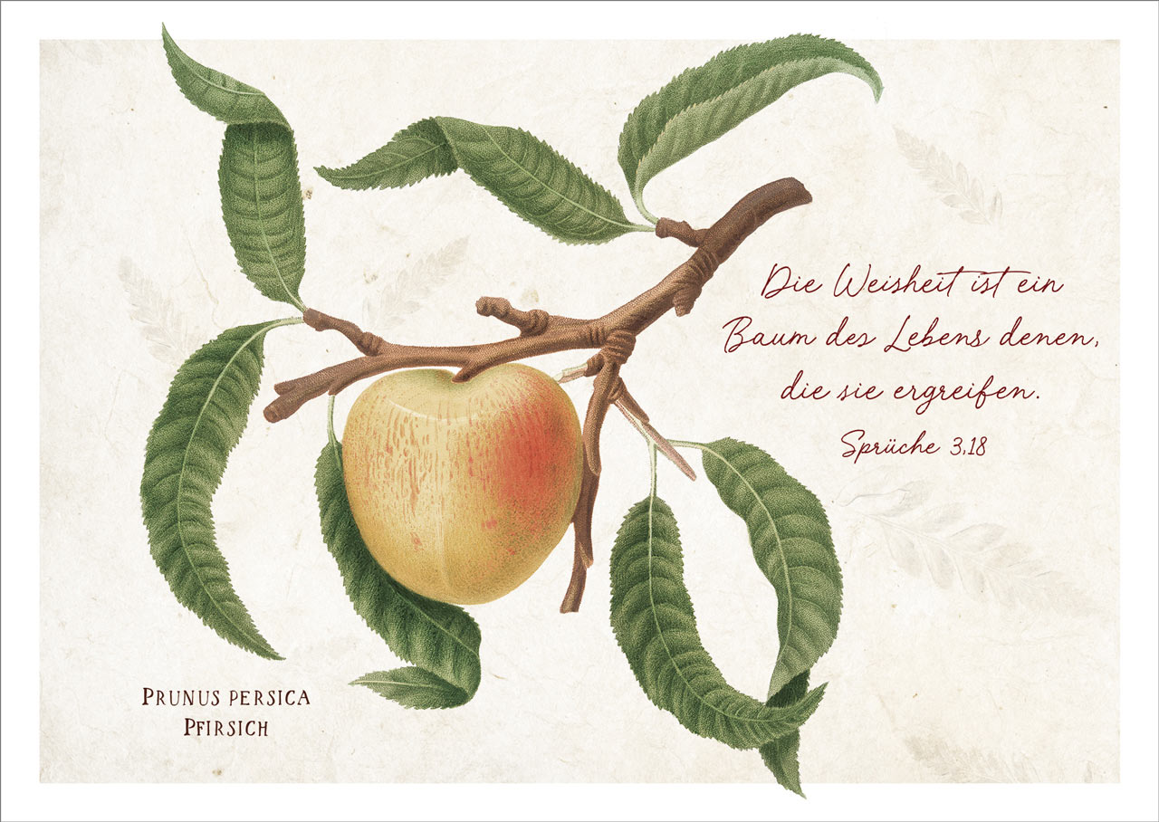 Postkarte "Baum des Lebens"