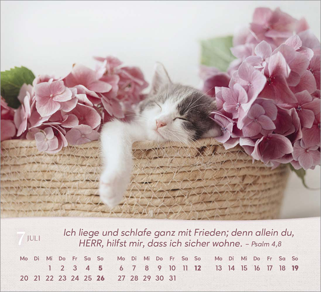 Katzen 2026 - Tischkalender